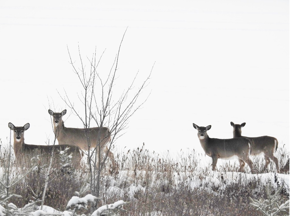 cerfs hiver