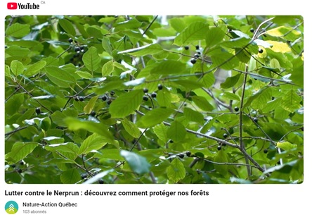 Les nerpruns