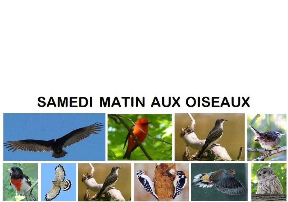 Un samedi matin "aux oiseaux" (4 mai 2024)