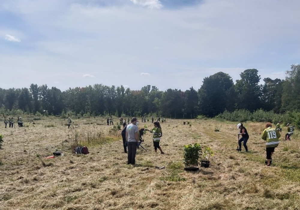 Une micro forêt en devenir, étape 2