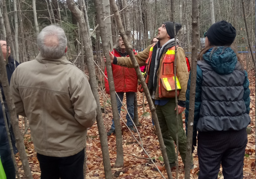 Arbres du mont Rougemont et foresterie durable.